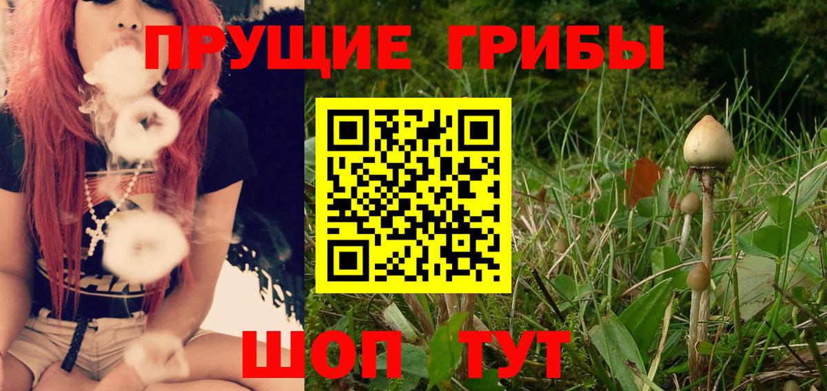 Галлюциногенные грибы Psilocybine cubensis  Дубна  Галлюциногенные грибы мицелий 